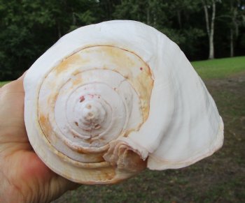 Eastern Pacific Giant Conch Shell (8"LX5.50"H) for $24.99 