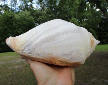 Eastern Pacific Giant Conch Shell (8"LX5.50"H) for $24.99 
