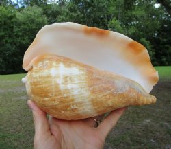 Eastern Pacific Giant Conch Shell (7.50"LX5"H) for $22.99 