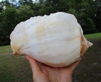 Eastern Pacific Giant Conch Shell (7.50"LX5"H) for $22.99 