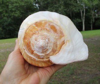 Eastern Pacific Giant Conch Shell (7.50"LX5"H) for $22.99 