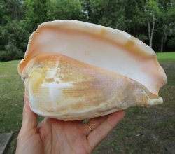 Eastern Pacific Giant Conch Shell (7.75"LX5"H) for $22.99 