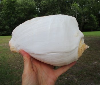 Eastern Pacific Giant Conch Shell (7.75"LX5"H) for $22.99 