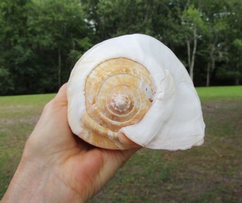 Eastern Pacific Giant Conch Shell (7.75"LX5"H) for $22.99 
