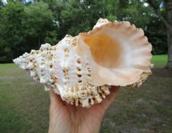 Authentic Frog Shell, Tutufa bubo (8.25x.5.5) - Buy this one for $17.99