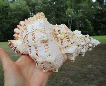 Authentic Frog Shell, Tutufa bubo (8.25x.5.5) - Buy this one for $17.99
