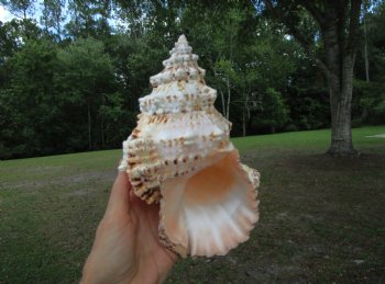 Authentic Frog Shell, Tutufa bubo (8.25x.5.5) - Buy this one for $17.99
