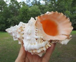 Authentic Frog Shell, Tutufa bubo (7x4.5) - Buy this one for $14.99