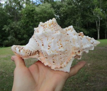 Authentic Frog Shell, Tutufa bubo (7x4.5) - Buy this one for $14.99