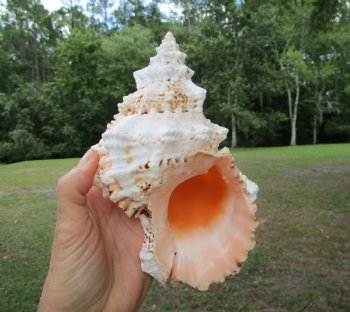 Authentic Frog Shell, Tutufa bubo (7x4.5) - Buy this one for $14.99