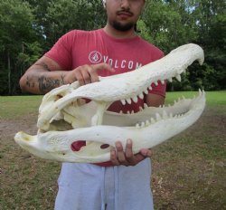 25 inches <font color=red> Massive</font> Florida Alligator Skull (Delivery Signature Required) Grade B - $499.99