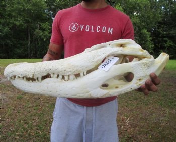 25 inches <font color=red> Massive</font> Florida Alligator Skull (Delivery Signature Required) Grade B - $499.99
