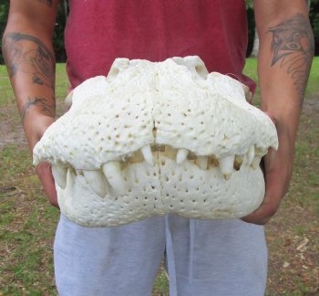 25 inches <font color=red> Massive</font> Florida Alligator Skull (Delivery Signature Required) Grade B - $499.99