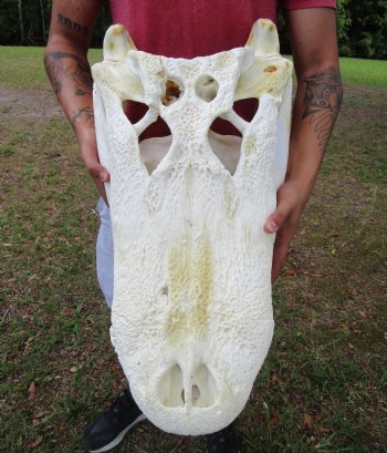 25 inches <font color=red> Massive</font> Florida Alligator Skull (Delivery Signature Required) Grade B - $499.99