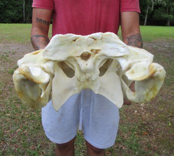 25 inches <font color=red> Massive</font> Florida Alligator Skull (Delivery Signature Required) Grade B - $499.99