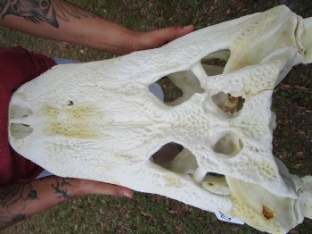 25 inches <font color=red> Massive</font> Florida Alligator Skull (Delivery Signature Required) Grade B - $499.99