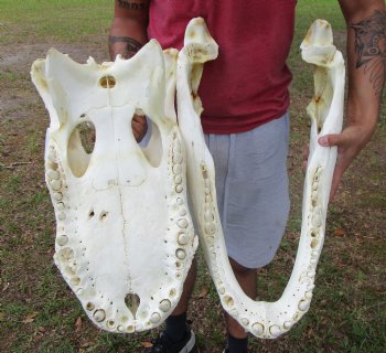 25 inches <font color=red> Massive</font> Florida Alligator Skull (Delivery Signature Required) Grade B - $499.99