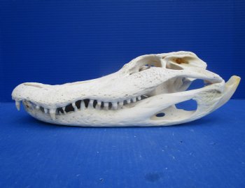 15 inches Authentic Florida Alligator Skull, Grade B - Buy this for $99.99