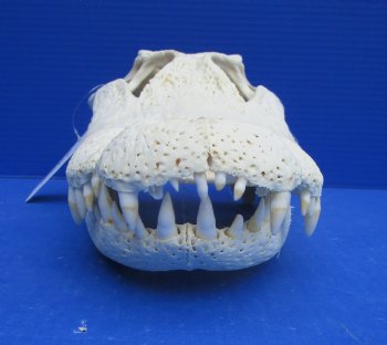 15 inches Authentic Florida Alligator Skull, Grade B - Buy this for $99.99