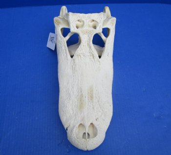 15 inches Authentic Florida Alligator Skull, Grade B - Buy this for $99.99