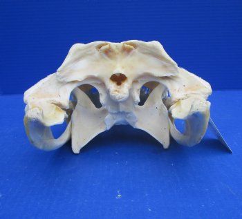 15 inches Authentic Florida Alligator Skull, Grade B - Buy this for $99.99