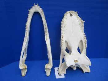15 inches Authentic Florida Alligator Skull, Grade B - Buy this for $99.99