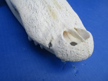 15 inches Authentic Florida Alligator Skull, Grade B - Buy this for $99.99