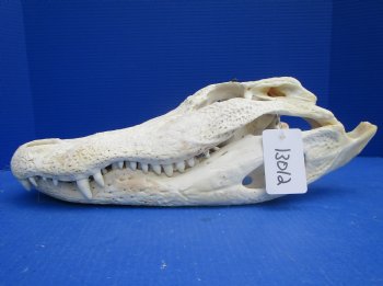 18 inches Florida Alligator Skull from a 10 foot Gator, <font color=red> Extra Large</font> Grade B - Buy for  $124.99