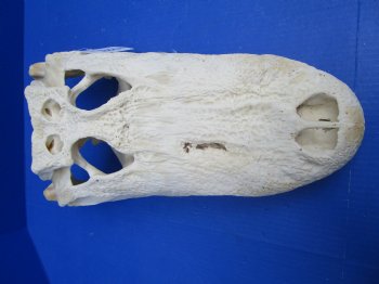 18 inches Florida Alligator Skull from a 10 foot Gator, <font color=red> Extra Large</font> Grade B - Buy for  $124.99