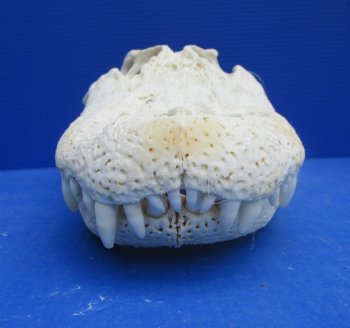 18 inches Florida Alligator Skull from a 10 foot Gator, <font color=red> Extra Large</font> Grade B - Buy for  $124.99