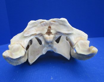 18 inches Florida Alligator Skull from a 10 foot Gator, <font color=red> Extra Large</font> Grade B - Buy for  $124.99