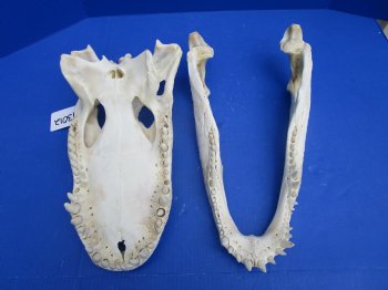 18 inches Florida Alligator Skull from a 10 foot Gator, <font color=red> Extra Large</font> Grade B - Buy for  $124.99