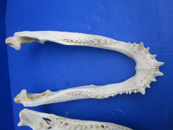 18 inches Florida Alligator Skull from a 10 foot Gator, <font color=red> Extra Large</font> Grade B - Buy for  $124.99