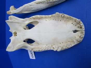 18 inches Florida Alligator Skull from a 10 foot Gator, <font color=red> Extra Large</font> Grade B - Buy for  $124.99