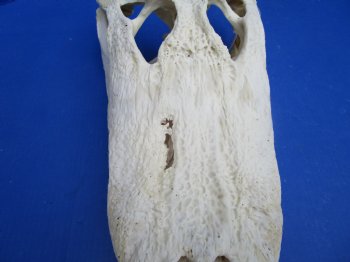 18 inches Florida Alligator Skull from a 10 foot Gator, <font color=red> Extra Large</font> Grade B - Buy for  $124.99