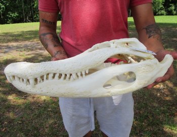 20-1/2 inches Large Florida Alligator Skull, Grade B - Buy this for $99.99