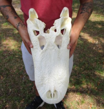 20-1/2 inches Large Florida Alligator Skull, Grade B - Buy this for $99.99