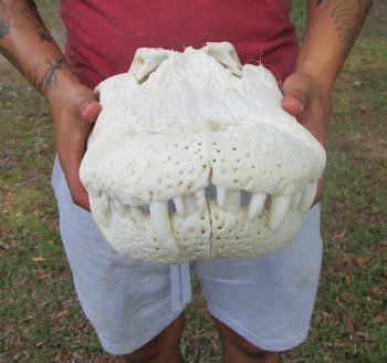 20-1/2 inches Large Florida Alligator Skull, Grade B - Buy this for $99.99