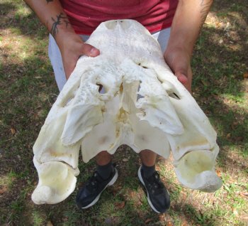 20-1/2 inches Large Florida Alligator Skull, Grade B - Buy this for $99.99
