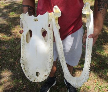 20-1/2 inches Large Florida Alligator Skull, Grade B - Buy this for $99.99