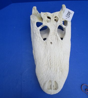  17 inches Florida Alligator Skull, Grade B - Buy this one for $124.99