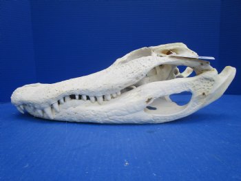  17 inches Florida Alligator Skull, Grade B - Buy this one for $124.99