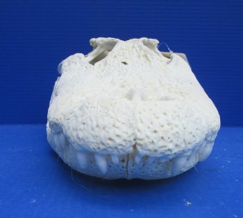  17 inches Florida Alligator Skull, Grade B - Buy this one for $124.99