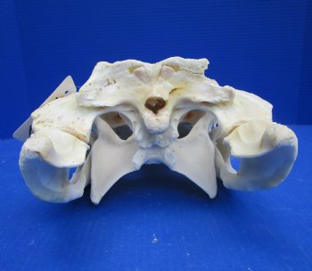  17 inches Florida Alligator Skull, Grade B - Buy this one for $124.99