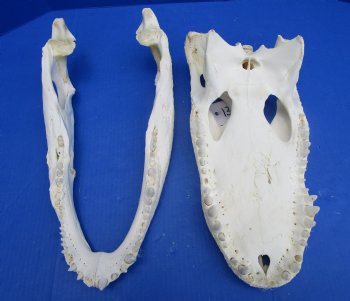  17 inches Florida Alligator Skull, Grade B - Buy this one for $124.99