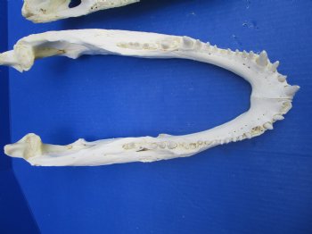  17 inches Florida Alligator Skull, Grade B - Buy this one for $124.99