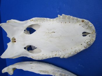  17 inches Florida Alligator Skull, Grade B - Buy this one for $124.99