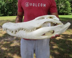 24 inches  Massive ...