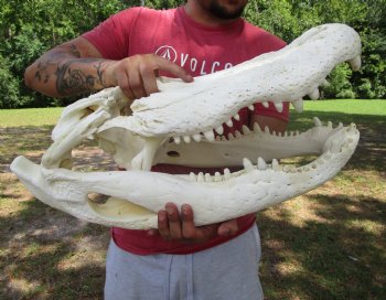24 inches <font color=red> Massive</font> Florida Alligator Skull (Delivery Signature Required)) $299.99