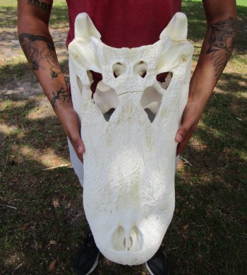24 inches <font color=red> Massive</font> Florida Alligator Skull (Delivery Signature Required)) $299.99